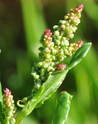 Rumex acetosa