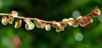 Rumex acetosa