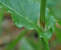 Rumex acetosa