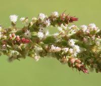 Rumex acetosa