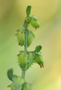 Rumex bucephalophorus subsp.gallicus