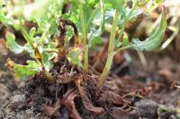 Rumex bucephalophorus subsp.gallicus