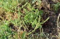 Rumex bucephalophorus subsp.gallicus