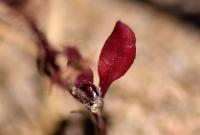 Rumex bucephalophorus subsp. hispanicus