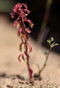 Rumex bucephalophorus subsp. hispanicus