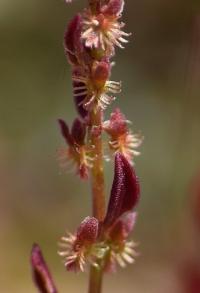 Rumex bucephalophorus subsp. hispanicus