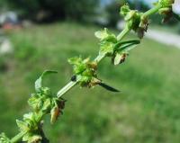 Rumex acetosa