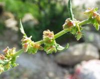 Rumex acetosa