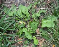 Rumex acetosa