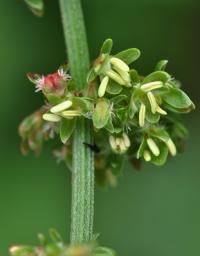 Rumex obtusifolius