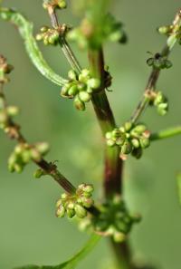 Rumex obtusifolius