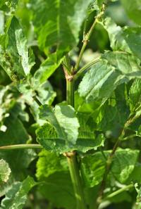 Rumex obtusifolius