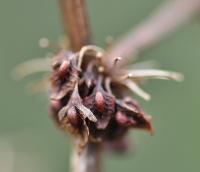 Rumex obtusifolius