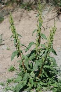 Rumex longifolius