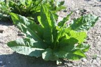 Rumex longifolius