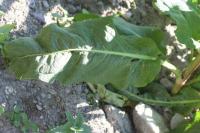 Rumex longifolius