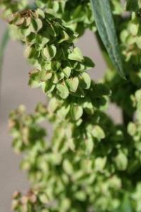 Rumex longifolius