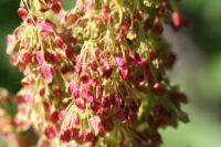 Rumex pseudoalpinus