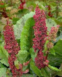 Rumex pseudoalpinus