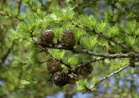 Larix kaempferi