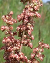 Rumex crispus