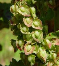 Rumex crispus