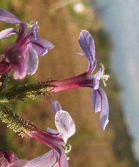 Plumbago europaea