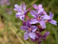 Plumbago europaea