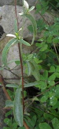 Plumbago europaea