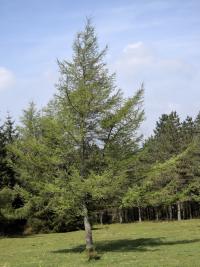 Larix kaempferi