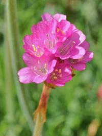 Armeria maritima