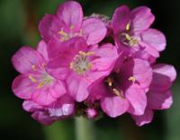 Armeria maritima