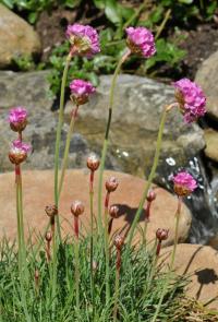 Armeria maritima