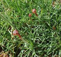 Armeria maritima