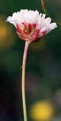 Armeria pubinervis subsp. pubinervis