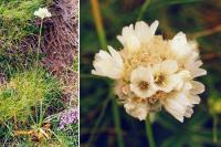 Armeria pubinervis subsp. pubinervis