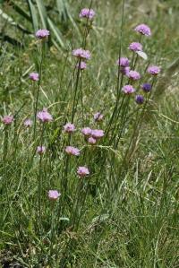 Armeria pubinervis subsp. orissonensis