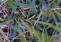 Armeria pubinervis subsp. orissonensis