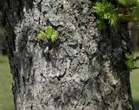 Larix kaempferi