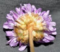 Armeria pubinervis subsp. orissonensis