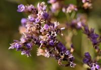 Limonium vulgare