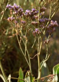 Limonium vulgare