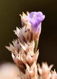 Limonium vulgare
