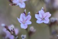 Limonium ruizii
