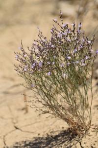 Limonium ruizii