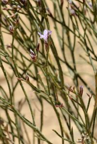 Limonium ruizii