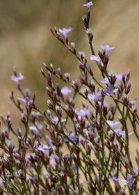 Limonium ruizii