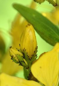 Hypericum hirsutum