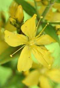 Hypericum hirsutum