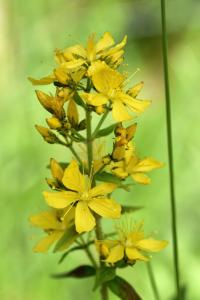 Hypericum hirsutum